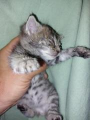 Fundtier Tier-ID 25262