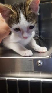 Fundtier Tier-ID 26364