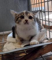 Fundtier Tier-ID 26570