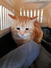 Fundtier Tier-ID 25213