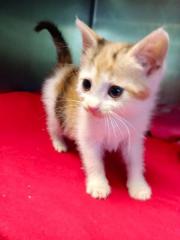 Fundtier Tier-ID 25323