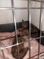 Fundtier Tier-ID 25411