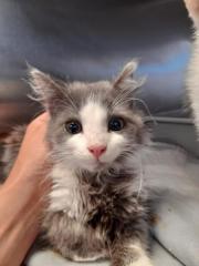 Fundtier Tier-ID 25454