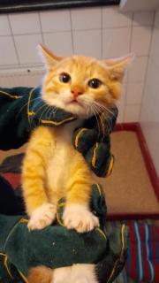 Fundtier Tier-ID 25478