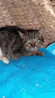 Fundtier Tier-ID 27427