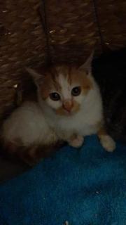 Fundtier Tier-ID 27428