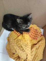 Fundtier Tier-ID 25147