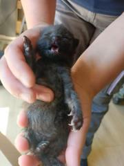 Fundtier Tier-ID 25148