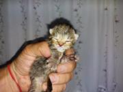 Fundtier Tier-ID 25155