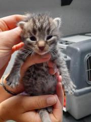 Fundtier Tier-ID 25210