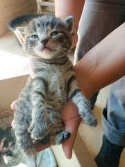 Fundtier Tier-ID 25151