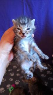 Fundtier Tier-ID 25206