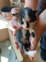 Fundtier Tier-ID 25152