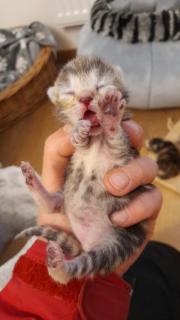 Fundtier Tier-ID 25095