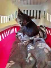 Fundtier Tier-ID 25736