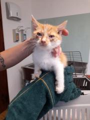 Fundtier Tier-ID 26061