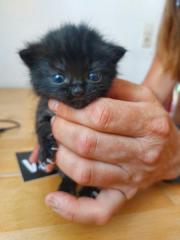 Fundtier Tier-ID 25780