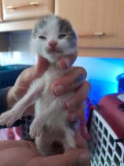 Fundtier Tier-ID 25222