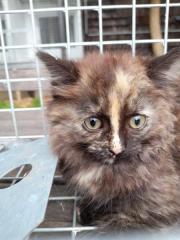 Fundtier Tier-ID 25615