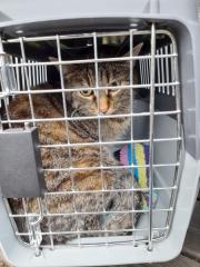 Fundtier Tier-ID 25918