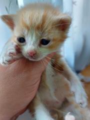 Fundtier Tier-ID 25298