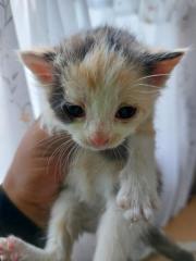 Fundtier Tier-ID 25296