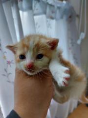 Fundtier Tier-ID 25297