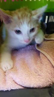 Fundtier Tier-ID 25627