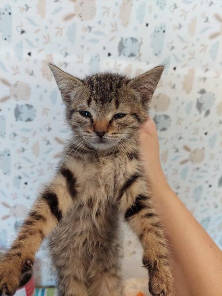 Europäische Hauskatze