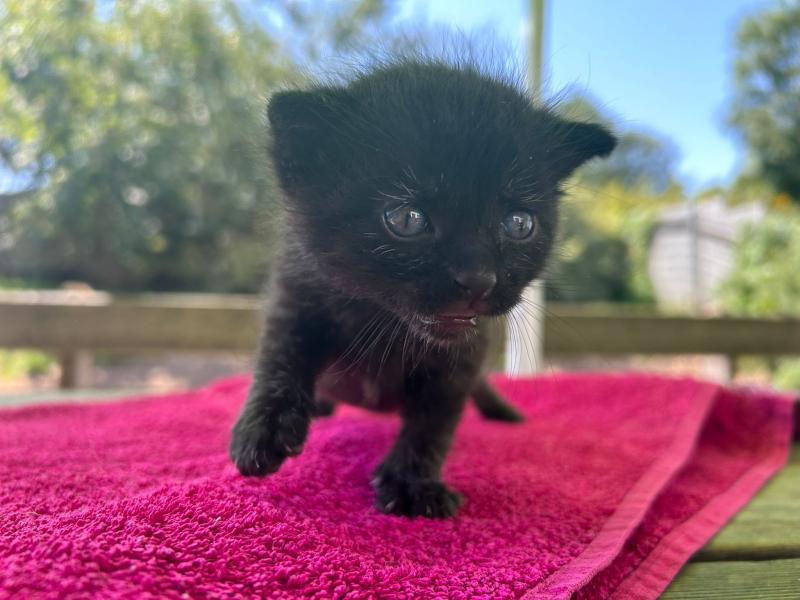 Europäische Hauskatze