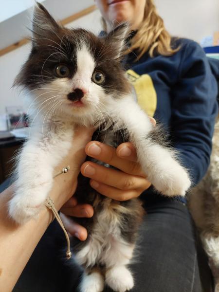 Europäische Hauskatze