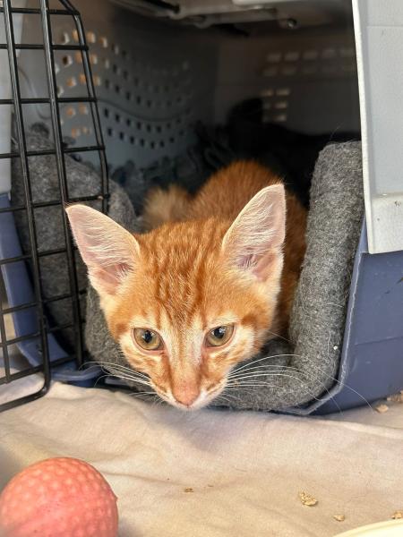 Europäische Hauskatze