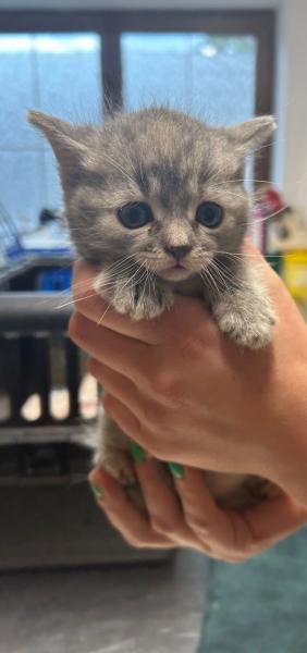 Europäische Hauskatze