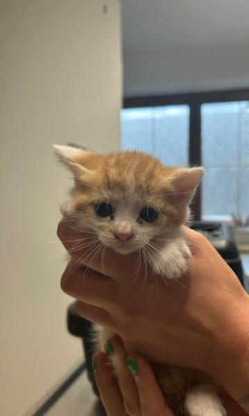 Europäische Hauskatze