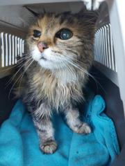 Fundtier Tier-ID 29694