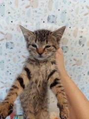 Fundtier Tier-ID 29515