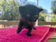 Fundtier Tier-ID 29695