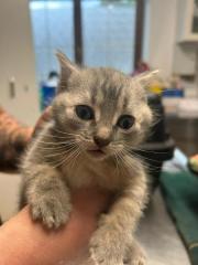 Fundtier Tier-ID 29488