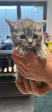 Fundtier Tier-ID 29490