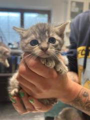 Fundtier Tier-ID 29489