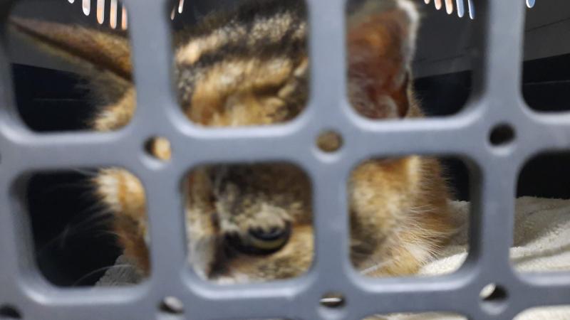 Europäische Hauskatze