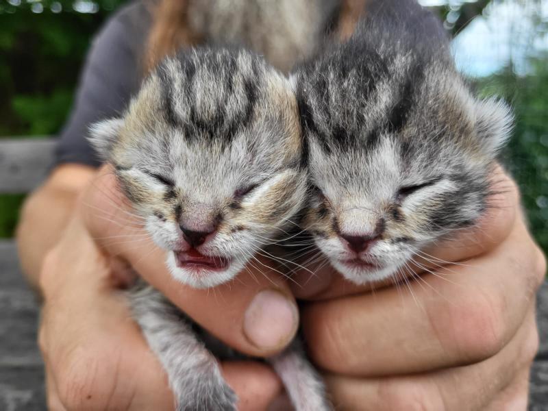 Europäische Hauskatze
