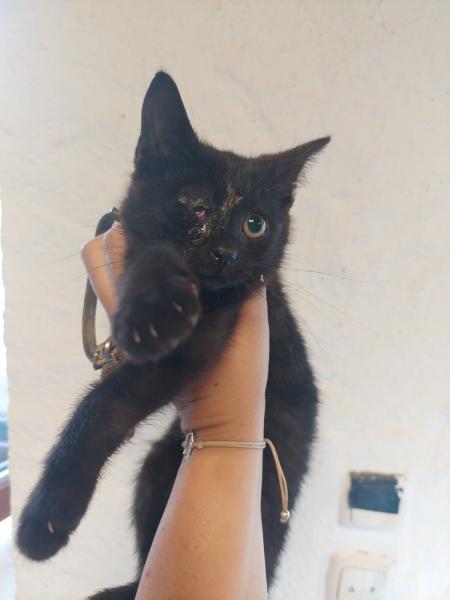 Europäische Hauskatze