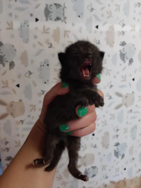 Europäische Hauskatze