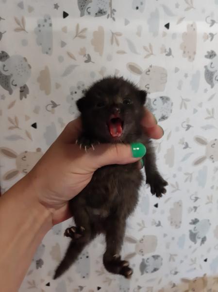 Europäische Hauskatze