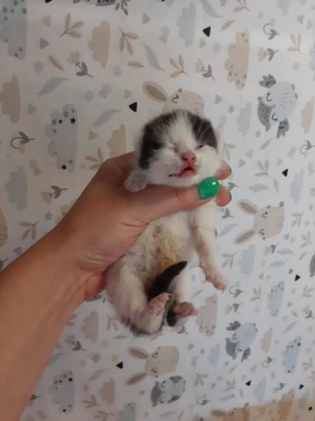 Europäische Hauskatze