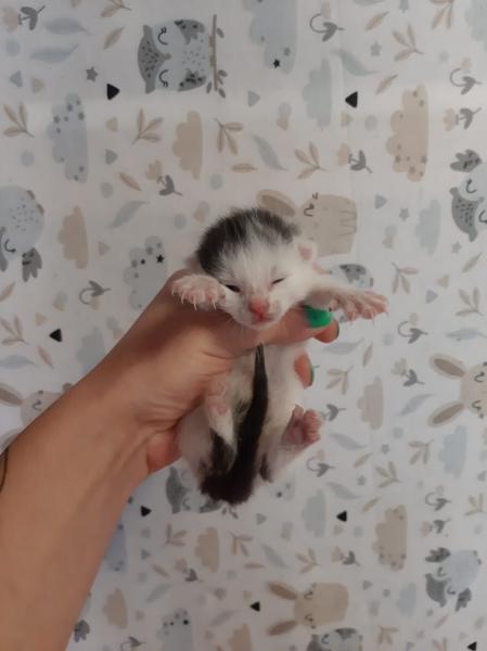 Europäische Hauskatze