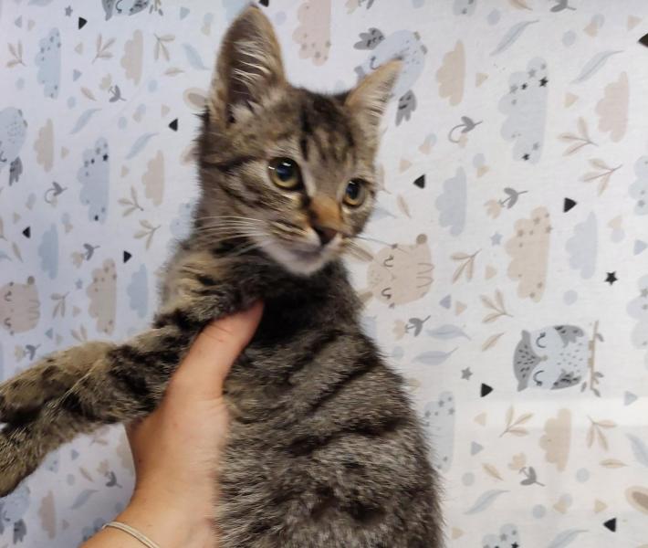 Europäische Hauskatze