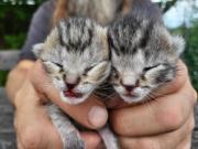 Fundtier Tier-ID 29356