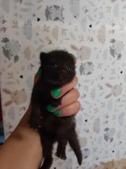 Fundtier Tier-ID 29248